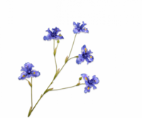 IRIS TAK BLAUW 86 cm