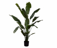 STRELITZIA GROEN 180 cm