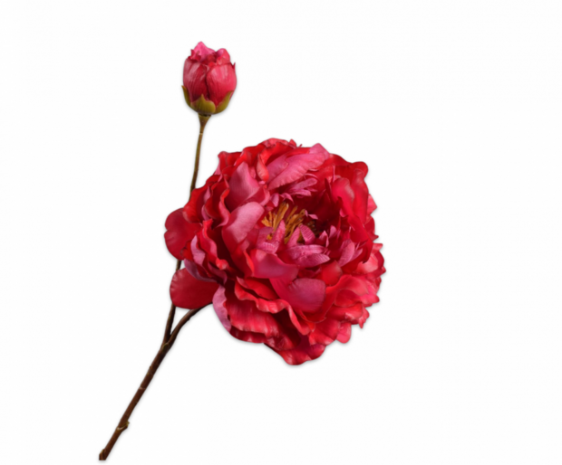 PIOEN TAK BEAUTY RT 79 cm